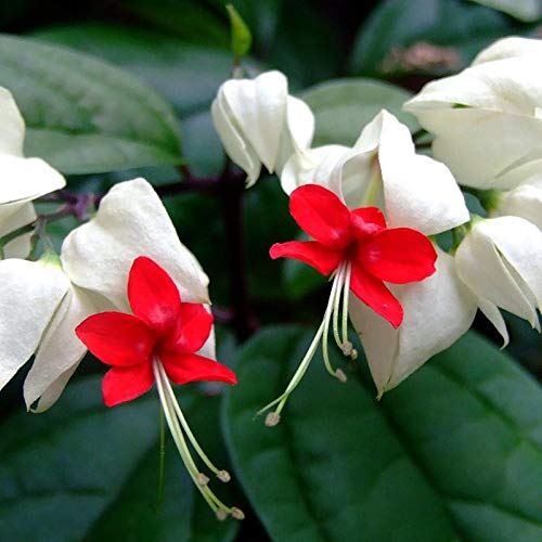 Seeds Ville Clerodendrum thomsoniae Live Vine Plant Air Purifying 1 Count