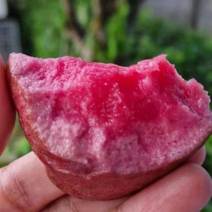 Seeds Ville Indonesian Black Diamond Guava Fruit Plant