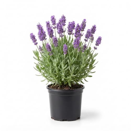 Seeds Ville Lavender Live Flowering Herb Plant 3 Inch Pot