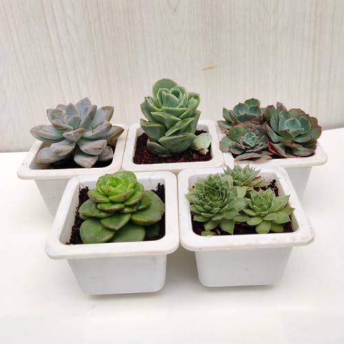 Seeds Ville Assorted Indoor Succulent Plants, Low Maintenance, 25 Pack