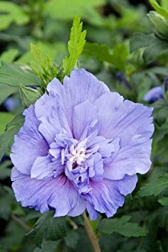 Seeds Ville Hybrid Hibiscus Flower Plant 4 Varieties Pack