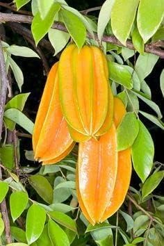 Seeds Ville Starfruit Plant Grafted Sweet Carambola Indonesia Variety 1-2ft