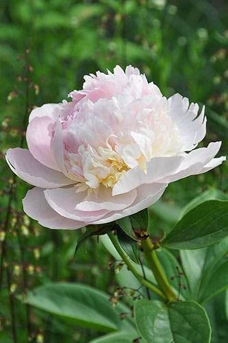 Seeds Ville Peony Flower Bulbs Outdoor Gardening Pack of 1