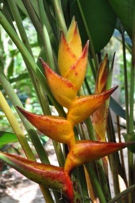 Seeds Ville Heliconia Imported Flower Bulbs Pack of 2