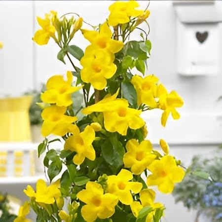 Seeds Ville Live Flowering Plant Pack of 1