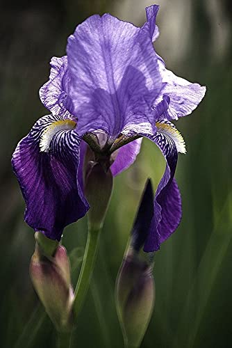 Seeds Ville Spanish Iris Flower Bulbs Multicolour Pack of 5
