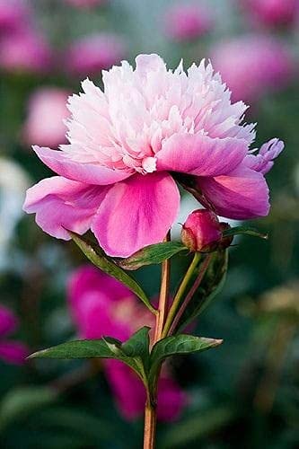 Seeds Ville Peony Flower Bulbs Outdoor Gardening Pack of 1