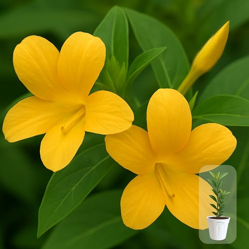 Seeds Ville Light Pink Barleria Cristata Live Plant 15 cm Pot