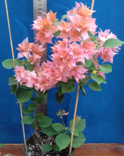 Seeds Ville Bougainvillea Live Flowering Plant Pack of 1