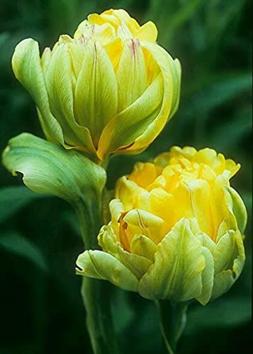 Seeds Ville Peony Flower Bulbs Outdoor Gardening Pack of 1