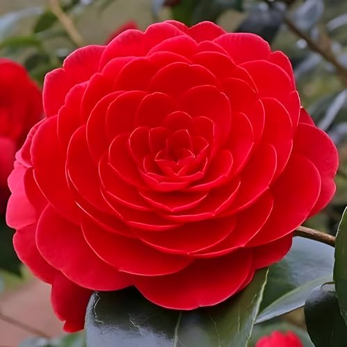 Seeds Ville Live Flowering Plant Pack of 1
