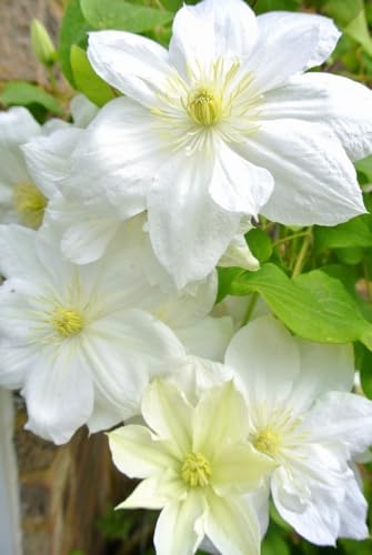 Seeds Ville Clematis Rhizome Bulb Fast Growing Flowering Vine