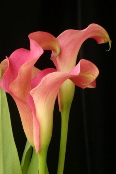 Seeds Ville Calla Lily Flower Bulbs Pack of 2