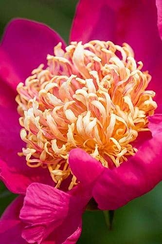 Seeds Ville Peony Flower Bulbs Outdoor Gardening Pack of 1