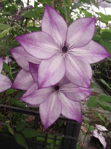 Seeds Ville Clematis Rhizome Bulb Fast Growing Flowering Vine