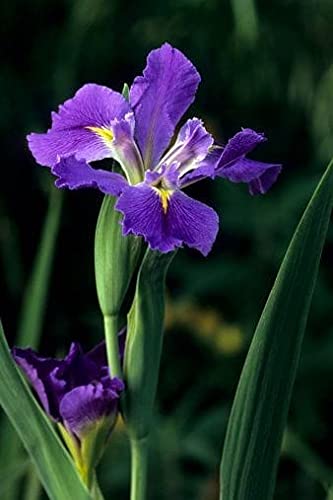 Seeds Ville Spanish Iris Flower Bulbs Multicolour Pack of 5