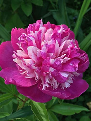 Seeds Ville Peony Flower Bulbs Outdoor Gardening Pack of 1
