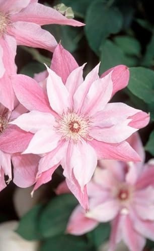 Seeds Ville Clematis Rhizome Bulb Fast Growing Flowering Vine