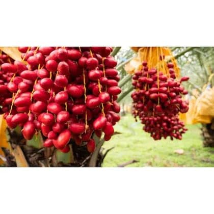 Seeds Ville Hybrid Arabian Date Palm Fruit Tree Plant Outdoor