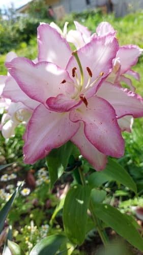 Seeds Ville Oriental Lily Double Flower Bulbs 2 Pack