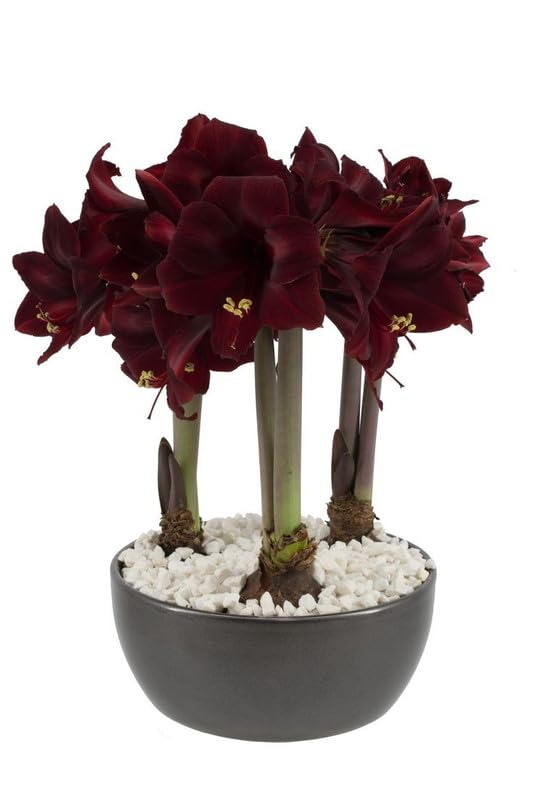 Seeds Ville Amaryllis Hippeastrum Imported Flower Bulbs Multicolour