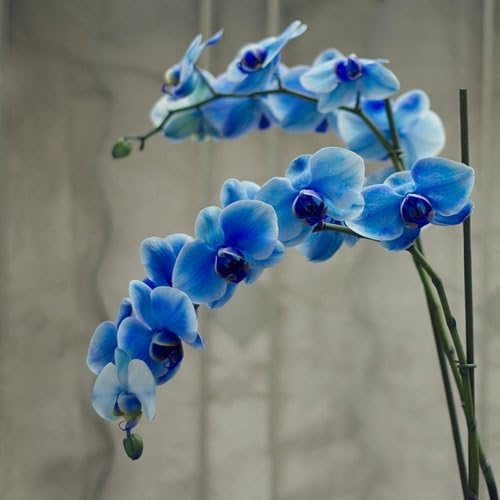 Seeds Ville Dendrobium Orchid Live Flowering Plant