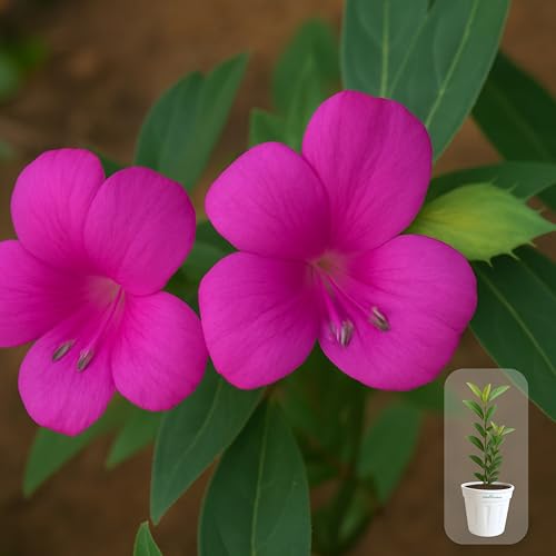 Seeds Ville Light Pink Barleria Cristata Live Plant 15 cm Pot