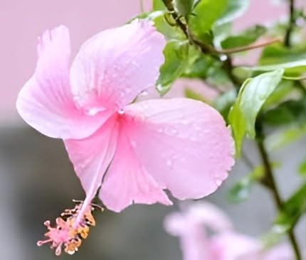 Seeds Ville Live Flowering Plant Pack of 1