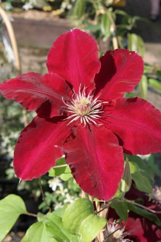 Seeds Ville Clematis Rhizome Bulb Fast Growing Flowering Vine