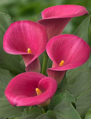 Seeds Ville Calla Lily Flower Bulbs Pack of 2