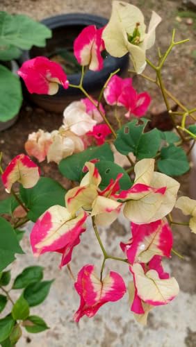 Seeds Ville Bougainvillea Live Flowering Plant Pack of 1