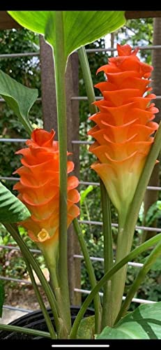 Seeds Ville Siam Tulip Curcuma Flower Bulbs Yellow 12 Pack