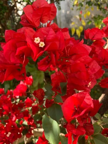 Seeds Ville Bougainvillea Live Flowering Plant Pack of 1