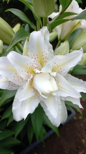 Seeds Ville Oriental Lily Double Flower Bulbs 2 Pack