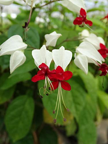Seeds Ville Clerodendrum thomsoniae Live Vine Plant Air Purifying 1 Count