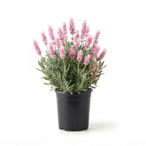 Seeds Ville Lavender Live Flowering Herb Plant 3 Inch Pot