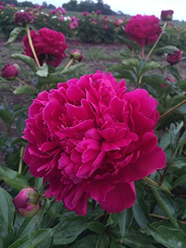 Seeds Ville Peony Flower Bulbs Outdoor Gardening Pack of 1