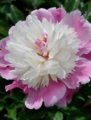 Seeds Ville Peony Flower Bulbs Outdoor Gardening Pack of 1