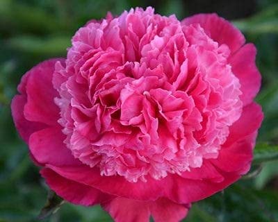 Seeds Ville Peony Flower Bulbs Outdoor Gardening Pack of 1