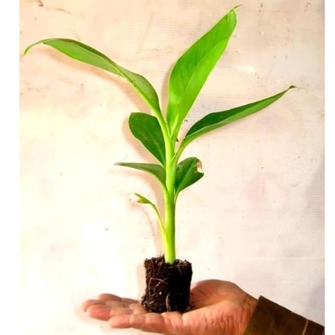 Variegated Musa Banana Plant Tropical Tree for Home Gardening