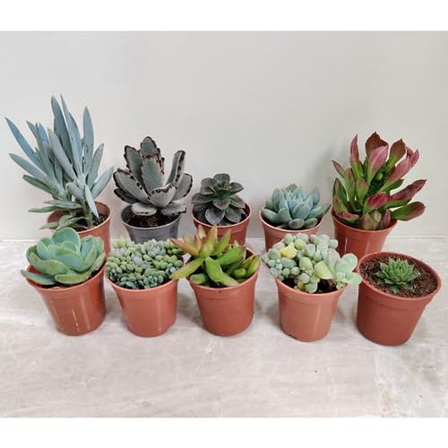 Seeds Ville Assorted Indoor Succulent Plants, Low Maintenance, 25 Pack