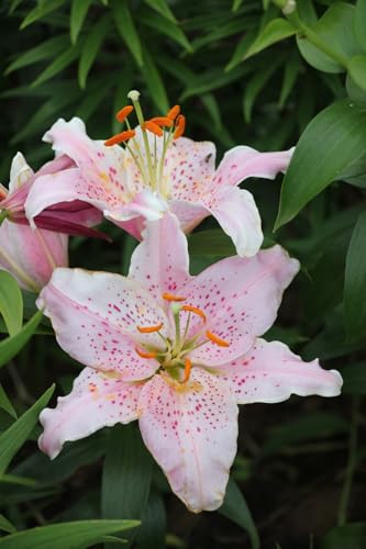 Seeds Ville Oriental Lily Double Flower Bulbs 2 Pack