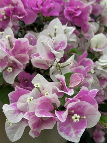 Seeds Ville Bougainvillea Live Flowering Plant Pack of 1