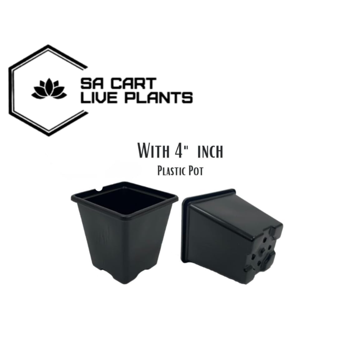 SA CART LIVE Zamioculcas Raven/Black ZZ Plant (Zamioculcas zamiifolia) - Live Plant For Indoor (Home & Garden) With Pot)