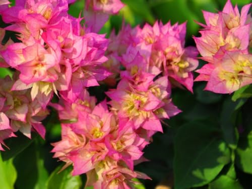 Seeds Ville Bougainvillea Live Flowering Plant Pack of 1