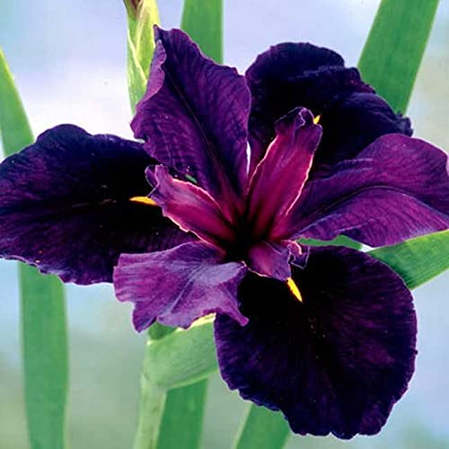 Seeds Ville Spanish Iris Flower Bulbs Multicolour Pack of 5