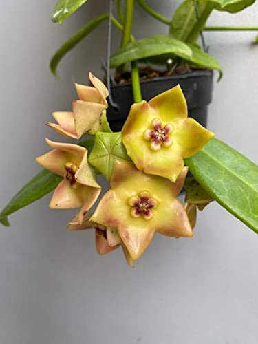 Seeds Ville Hoya Ruthie Wax Plant Small Live Plant