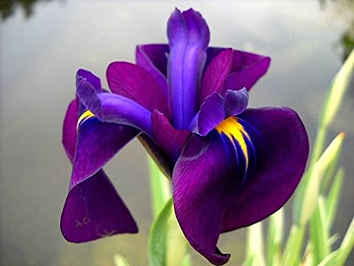 Seeds Ville Spanish Iris Flower Bulbs Multicolour Pack of 5