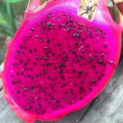 Seeds Ville Dragon Fruit Plant Live Pink Flesh 25-28cm