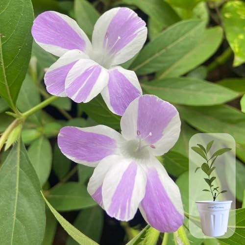 Seeds Ville Light Pink Barleria Cristata Live Plant 15 cm Pot